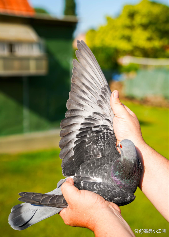 爱游戏入口-日本鏖战比利时，福登扛起全队